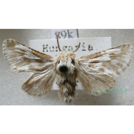 Dyspessa ulula (Borkhausen, 1790) Hungaria89k